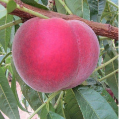 Саженцы персика раннего сорт Экстрим 314, подвой миндаль