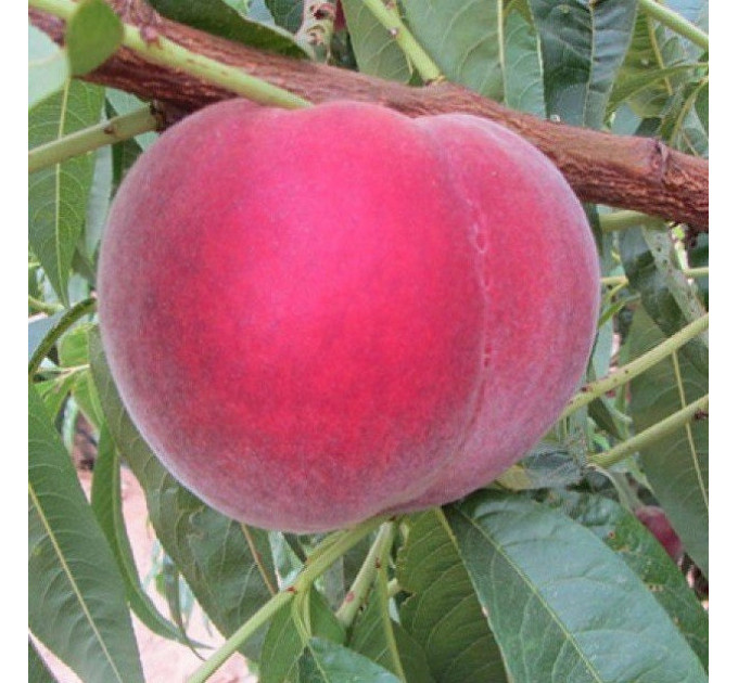 Саженцы персика раннего сорт Экстрим 314, подвой миндаль