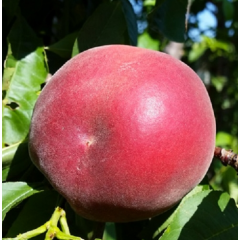 Саженцы персика сорт Сенсейшн