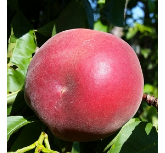 Саженцы персика сорт Сенсейшн