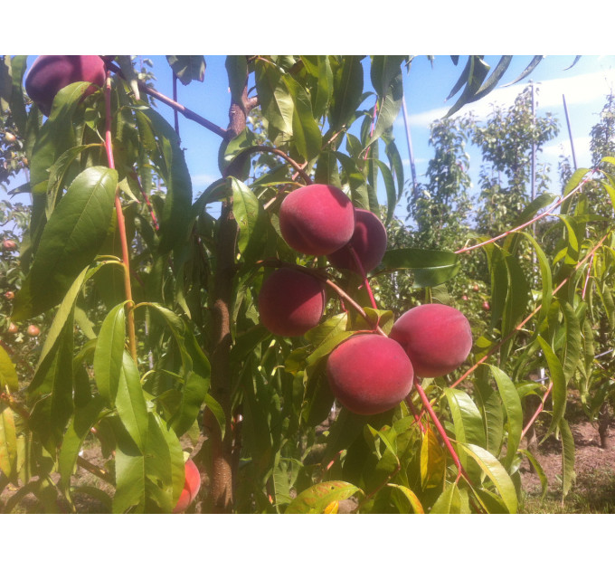 Саженцы персика сорт Сенсейшн