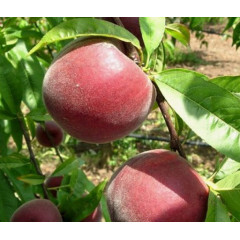 Саженцы персика сорт Саджитария, подвой миндаль