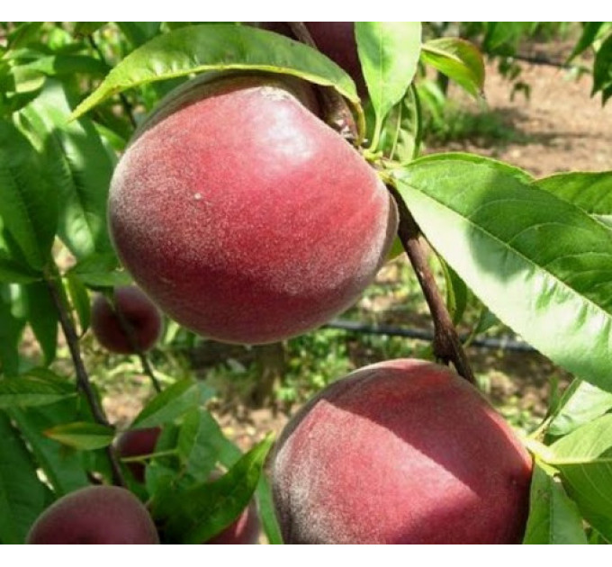 Саженцы персика сорт Саджитария, подвой миндаль