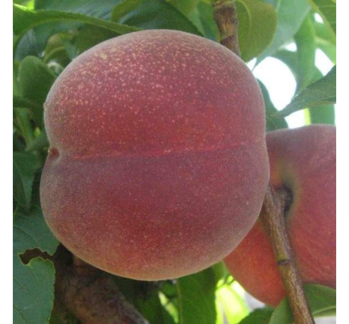 Саженцы персика раннего сорт Эрли Фреш, подвой миндаль