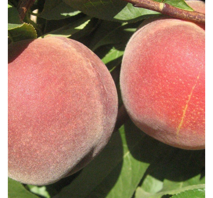 Саженцы персика раннего сорт Эрли Фреш, подвой миндаль