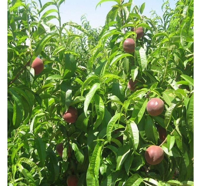 Саженцы персика раннего сорт Эрли Фреш, подвой миндаль