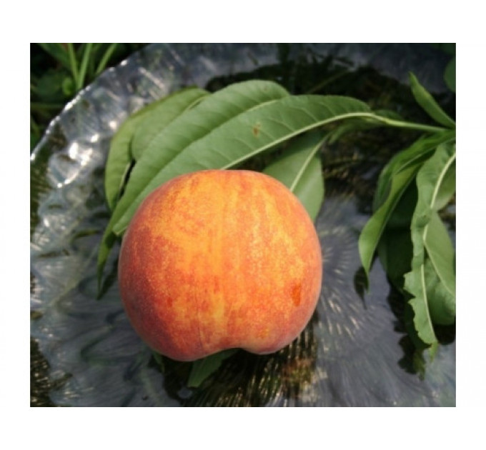 Саженцы персика раннего сорт Харроу Даймонд, подвой маньчжурский персик