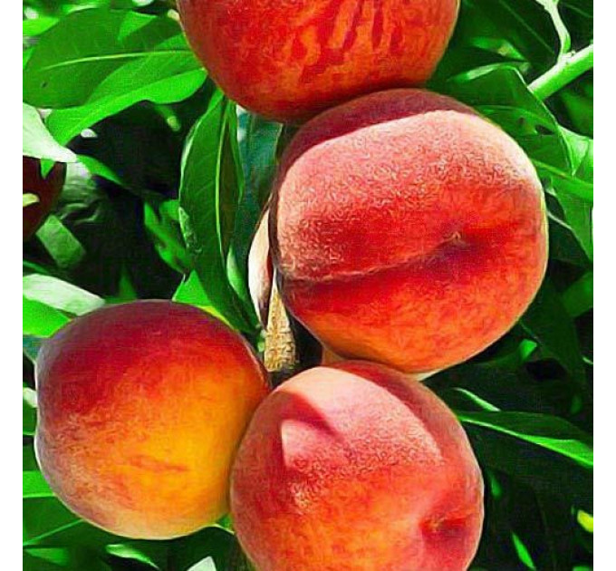 Саженцы персика раннего сорт Харроу Даймонд, подвой маньчжурский персик