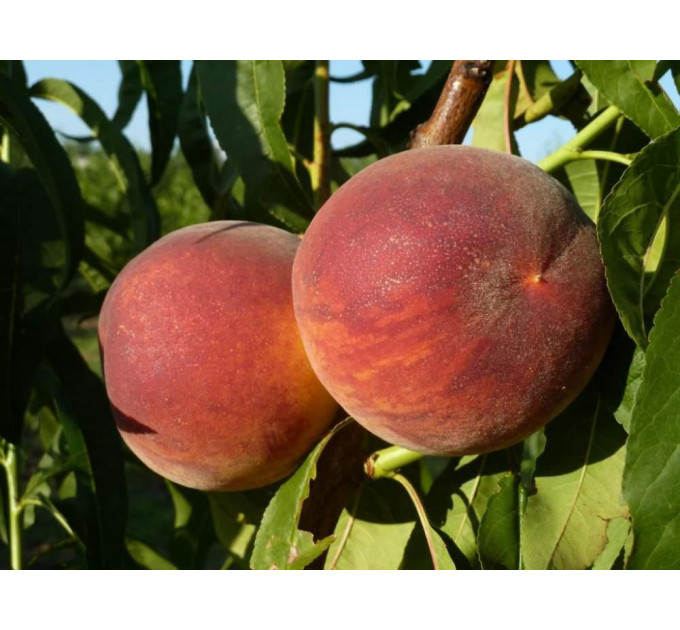 Саженцы персика раннего сорт Харроу Даймонд, подвой маньчжурский персик