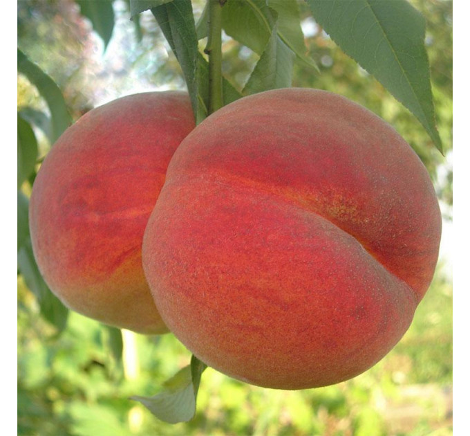 Саженцы персика раннего сорт Вардени, подвой алыча