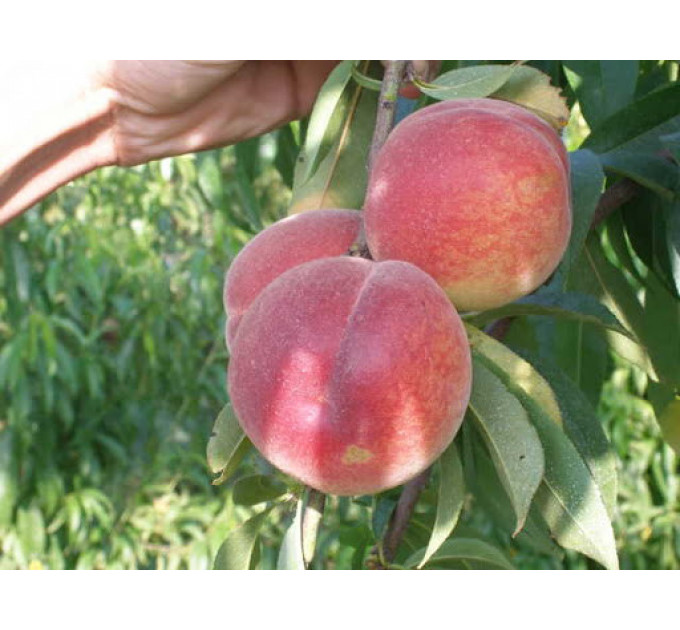 Саженцы персика сорт Франсуазе