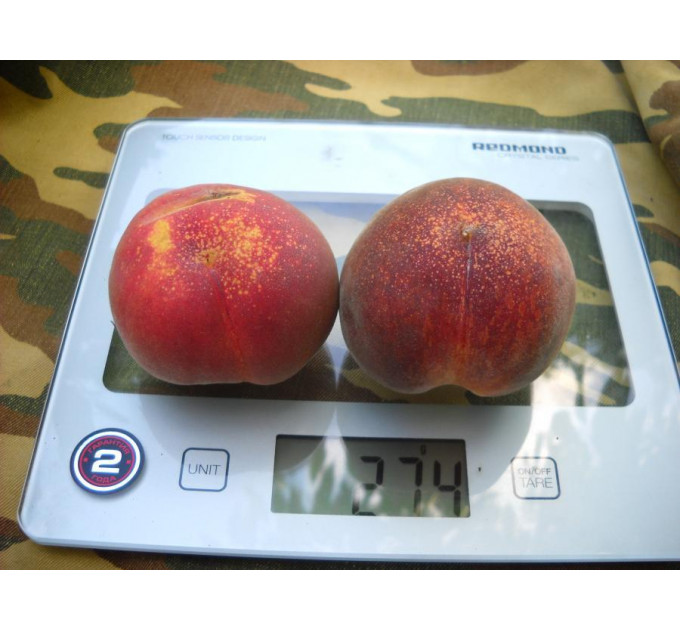 Саженцы персика сорт Франсуазе