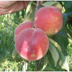 Саженцы персика сорт Франсуазе