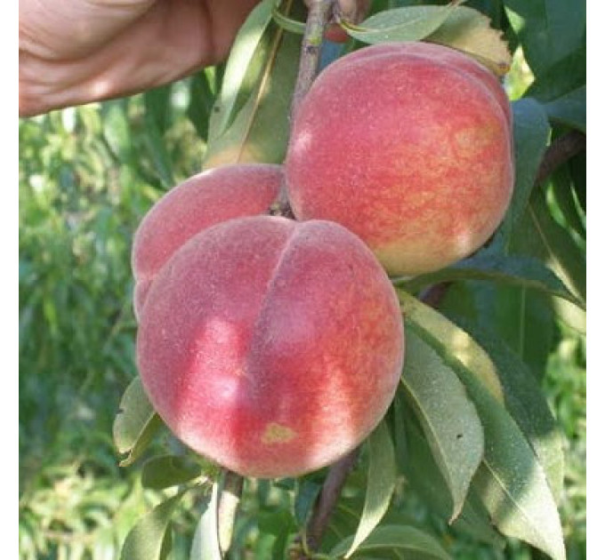 Саженцы персика сорт Франсуазе