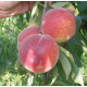 Саженцы персика сорт Франсуазе