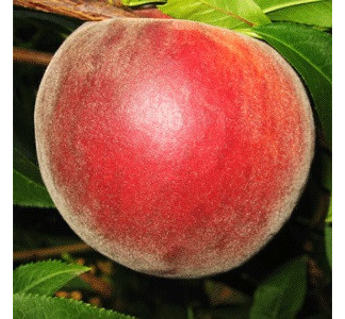 Саженцы персика раннего сорт Фреш Ред, подвой миндаль