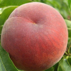 Саженцы персика раннего сорт Фреш Ред, подвой миндаль