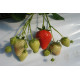 Рассада фриго клубники "Румба", класc А+ (ранняя)
