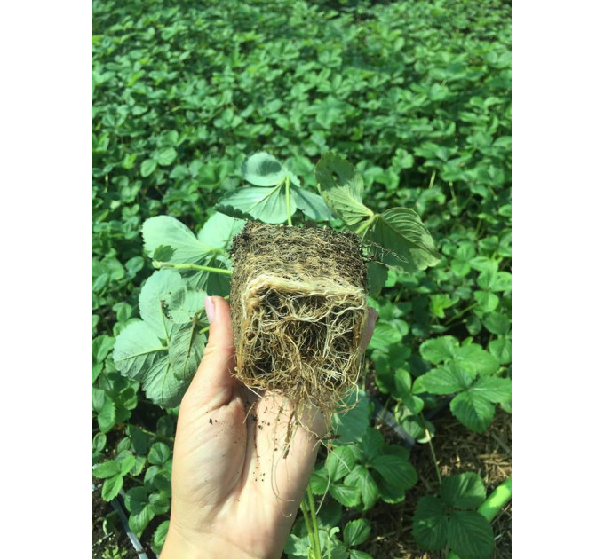 Клубника сорт Зенга-Зенгана, в кассетах