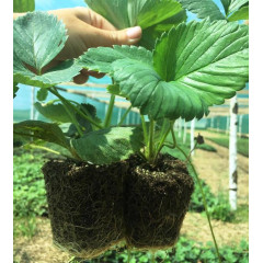 Клубника сорт Зенга-Зенгана, в кассетах