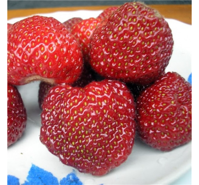 Клубника сорт Зенга-Зенгана, в кассетах