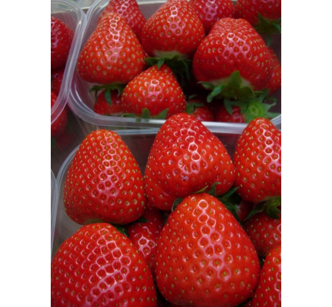 Розсада полуниці "Румба", конт. 2 л