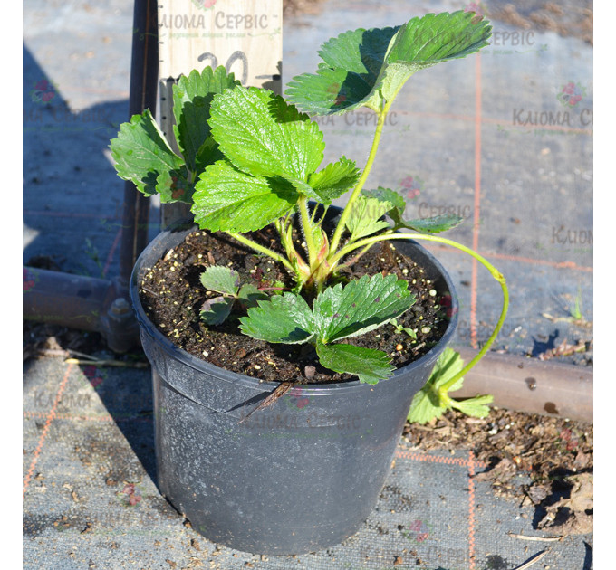 Розсада полуниці "Румба", конт. 2 л