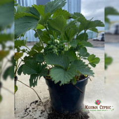 Рассада клубники "Румба", конт. 2 л