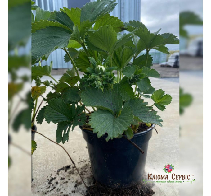 Розсада полуниці "Румба", конт. 2 л