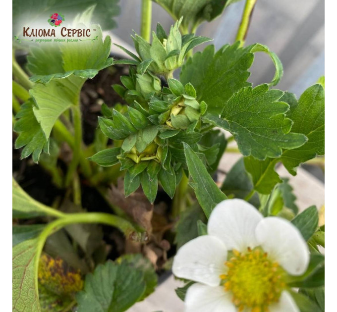 Розсада полуниці "Румба", конт. 2 л