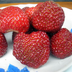 Розсада полуниці сорт Зенга-Зенгана, (середній) фріго клас B