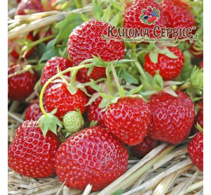 Розсада полуниці сорт Зенга-Зенгана, (середній) фріго клас B