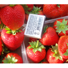 Рассада фриго клубники "Дукат", класс А+