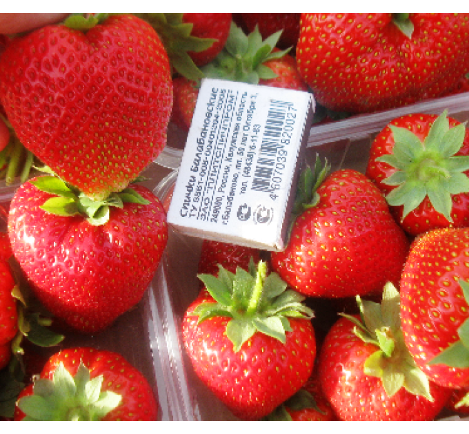 Рассада фриго клубники "Дукат", класс А+