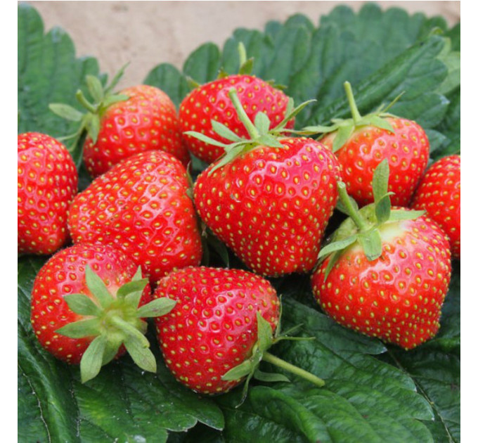 Рассада клубники сорт Соната,2 летняя (пакет 7.5л)