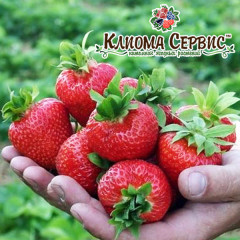 Рассада клубники сорт Корона, класс А (средний)