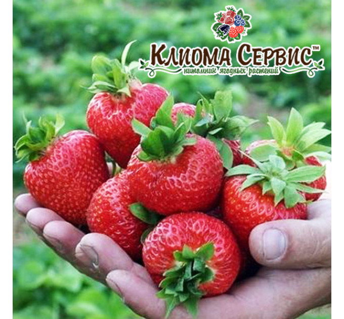 Рассада клубники сорт Корона, класс А (средний)