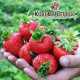 Рассада клубники сорт Корона, класс А (средний)