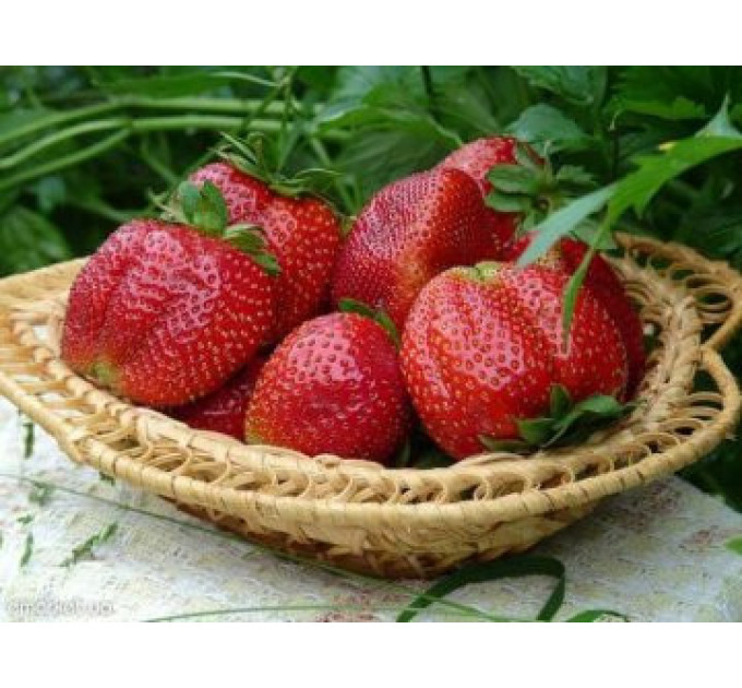 Рассада клубники сорт Корона, класс А (средний)