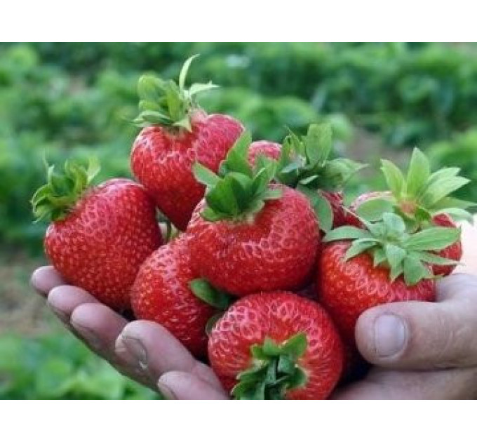 Рассада клубники сорт Корона, класс А (средний)