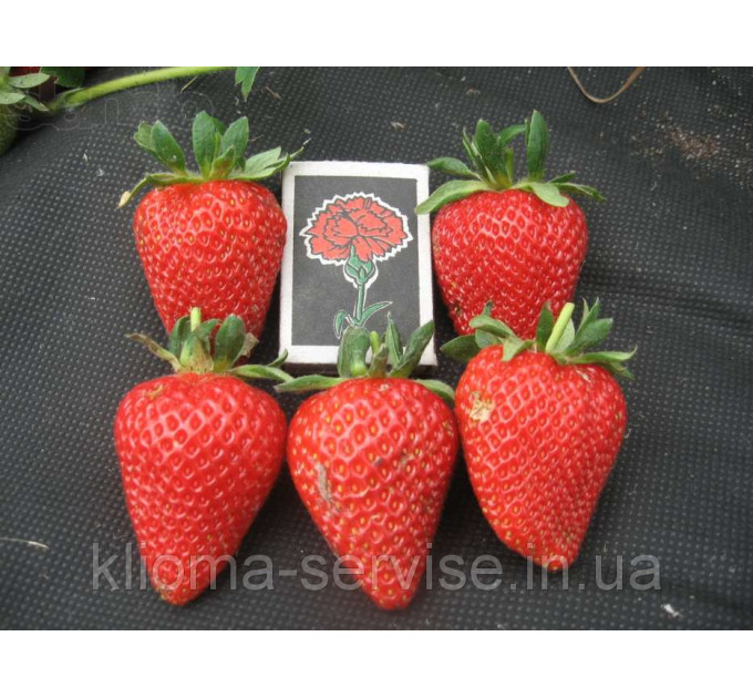 Рассада фриго клубники "Сан Андреас", класc А+ (ремонтантная)
