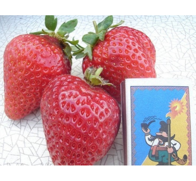 Рассада фриго клубники "Сан Андреас", класc А+ (ремонтантная)