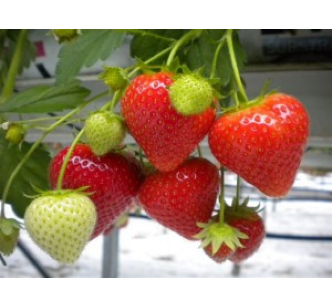 Саженцы клубники сорт Ельсанта, полуупакованные