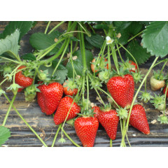 Рассада клубники сорт Сирия, фриго класс B (средний)