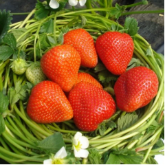 Рассада фриго клубники "Румба", класc B (ранняя)