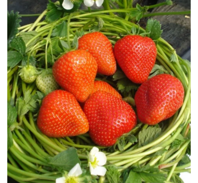 Розсада фріго полуниці "Румба", клас B (рання)