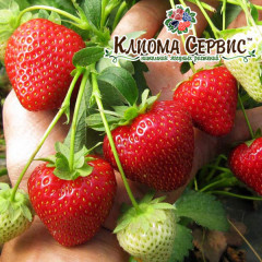 Клубника фриго сорт Вайбрант (Vibrant), ранняя класс А