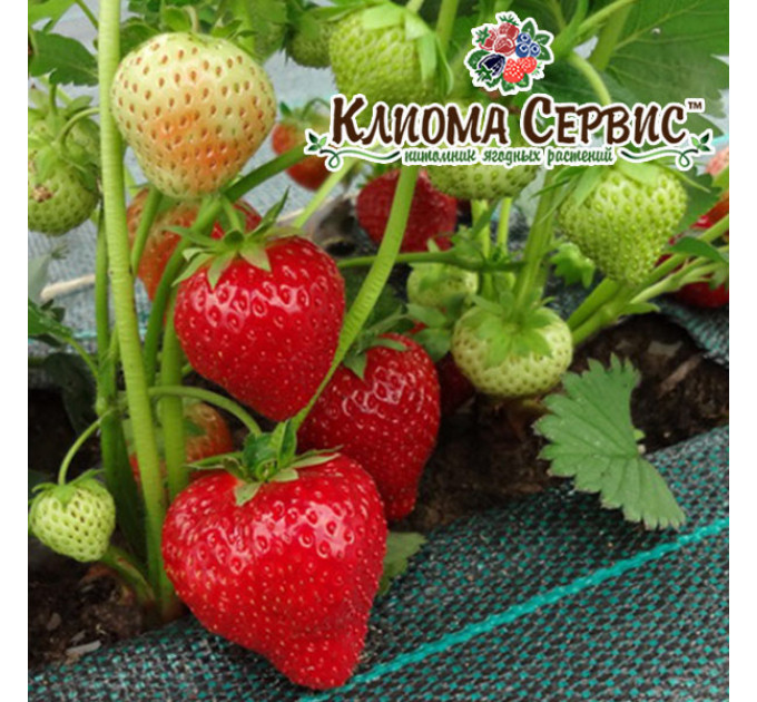 Рассада клубники сорт Соната, класс B