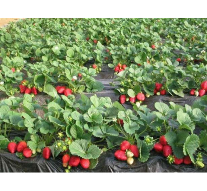 Рассада фриго клубники "Мармелада",(касетная) tray plant 100% прижываемость,урожай в етом году!