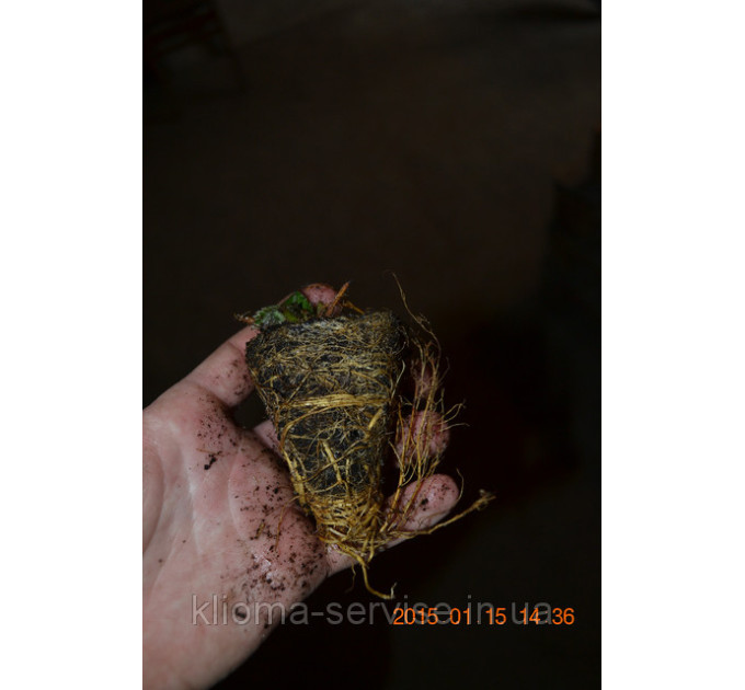 Рассада фриго клубники "Мармелада",(касетная) tray plant 100% прижываемость,урожай в етом году!